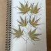 Acer. Garden sketch.