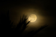 8th May 2023 - A misty moon