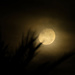 A misty moon by dkbarnett