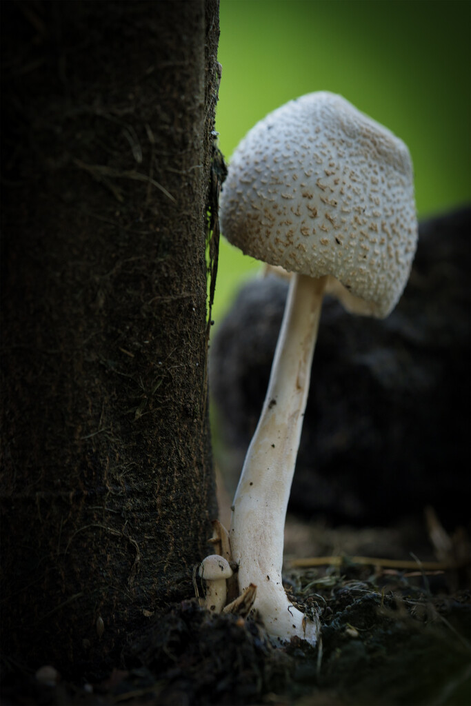 Mushroom by dkbarnett