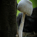 Mushroom by dkbarnett