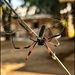 Red-Legged Nephila Spider by cocokinetic
