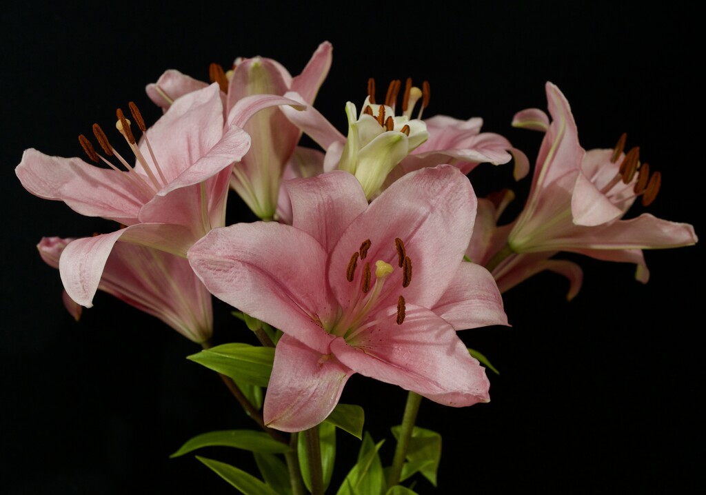 Lovely Lilies P5221602 by merrelyn