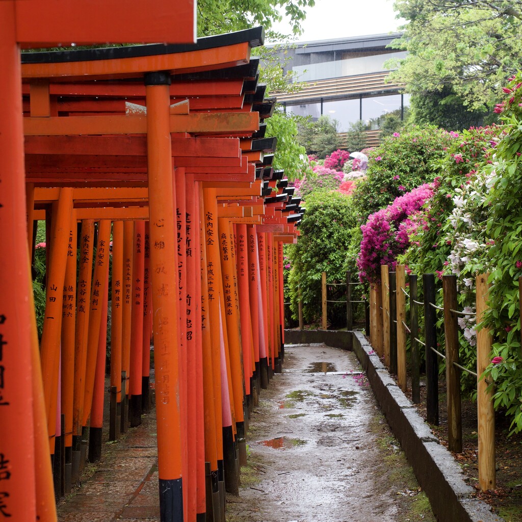 Torii Gates And Flowers P4157967 by merrelyn