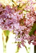 21st May 2023 - Lilac Season