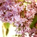 Lilac Season by corinnec