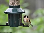22nd May 2023 - Goldfinch