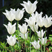 Tulips by seattlite