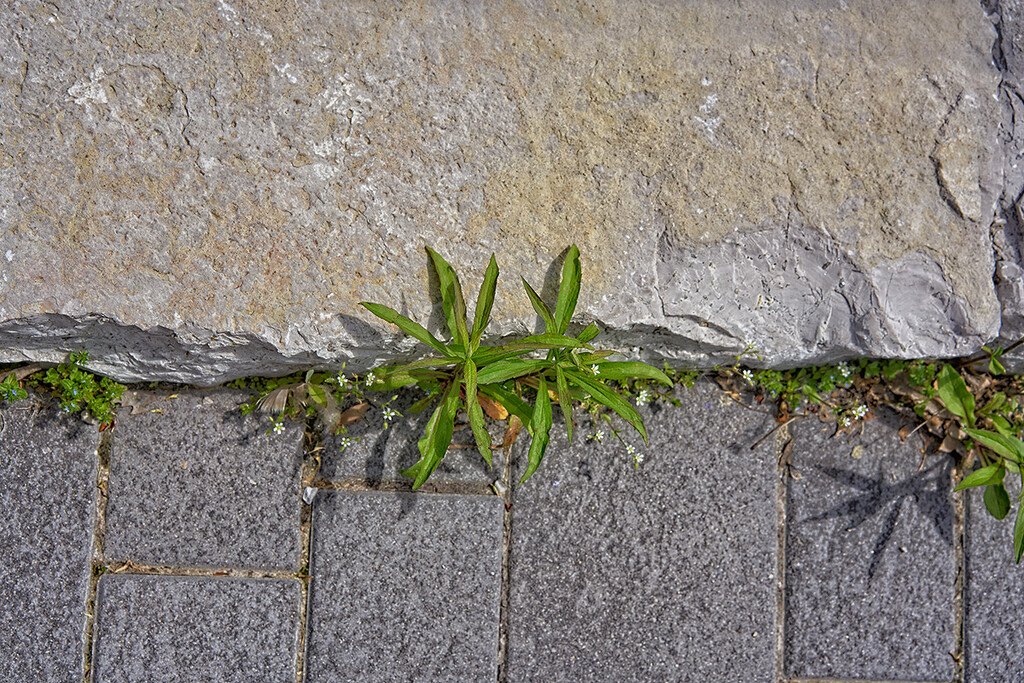 Half and Half Sidewalk and Weeds by gardencat