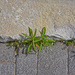 Half and Half Sidewalk and Weeds by gardencat