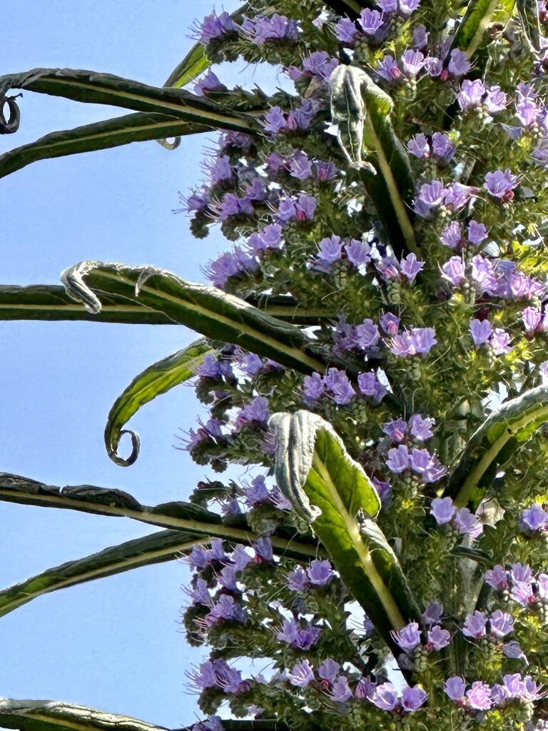 Alternate - Unusual plant closeup by pamknowler