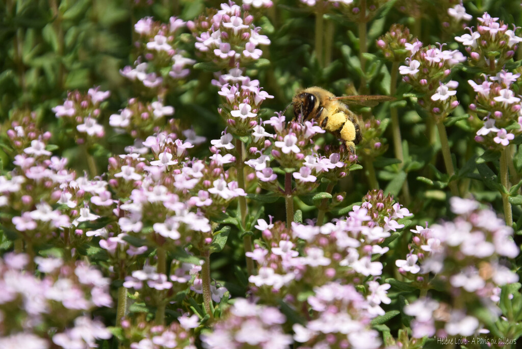 Honeybee in thyme  by parisouailleurs
