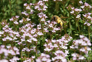 21st May 2023 - Honeybee in thyme 