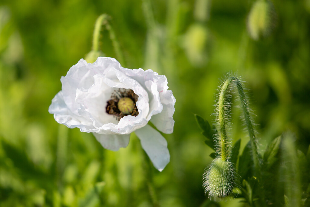 White Poppy by phil_sandford