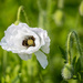 White Poppy by phil_sandford