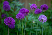 22nd May 2023 - Alliums