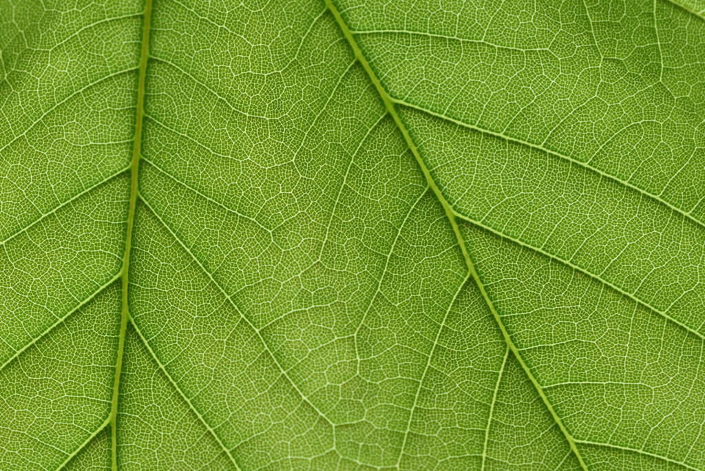 leaf close-up by clearlightskies