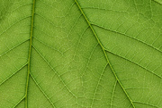 22nd May 2023 - leaf close-up