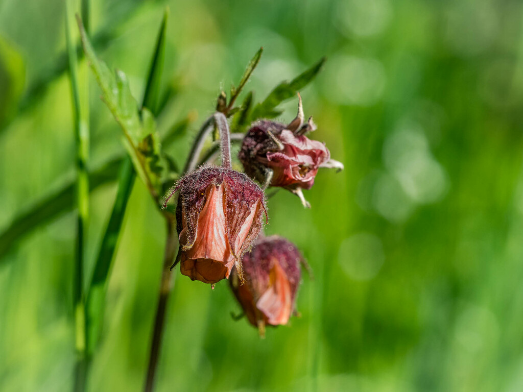 The water avens by haskar