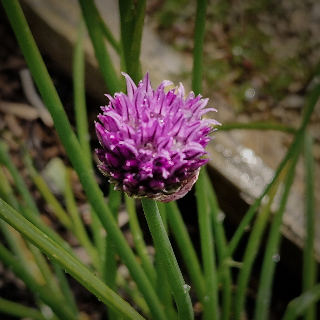 Chives flowering on the allotment  by andyharrisonphotos