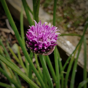22nd May 2023 - Chives flowering on the allotment 