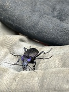 22nd May 2023 - Violet ground beetle