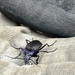 Violet ground beetle by mattjcuk