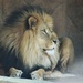Lion by randy23