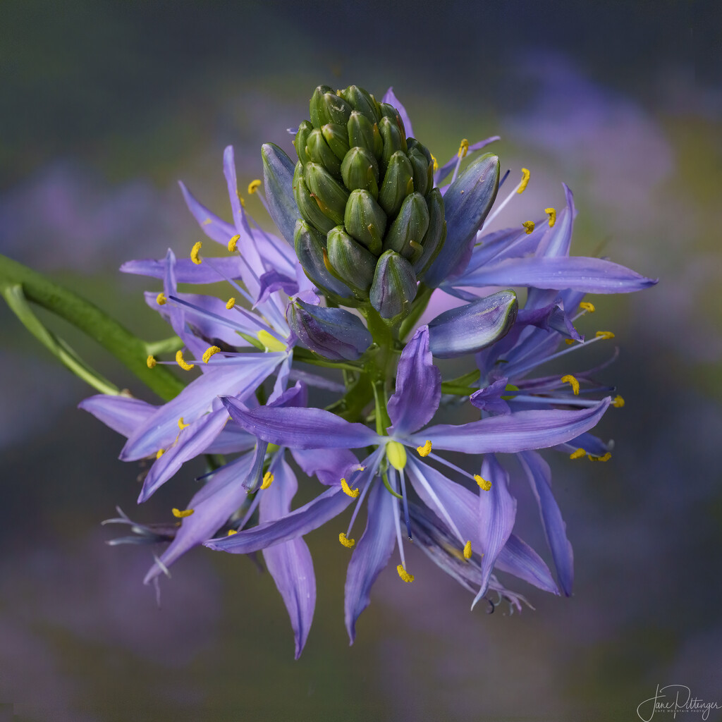 Camas with Background  by jgpittenger