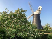 22nd May 2023 - Rowan and Windmill.