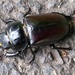 Rescued a Beetle  by 30pics4jackiesdiamond