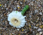 19th May 2023 - May 19  Fallen Saguaro Bloom