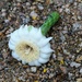 May 19  Fallen Saguaro Bloom by sandlily