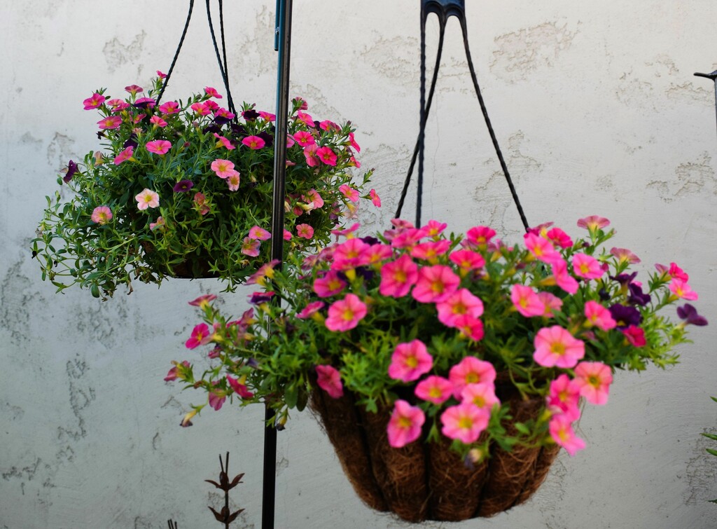 May 20  Hanging baskets by sandlily