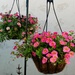 May 20  Hanging baskets by sandlily