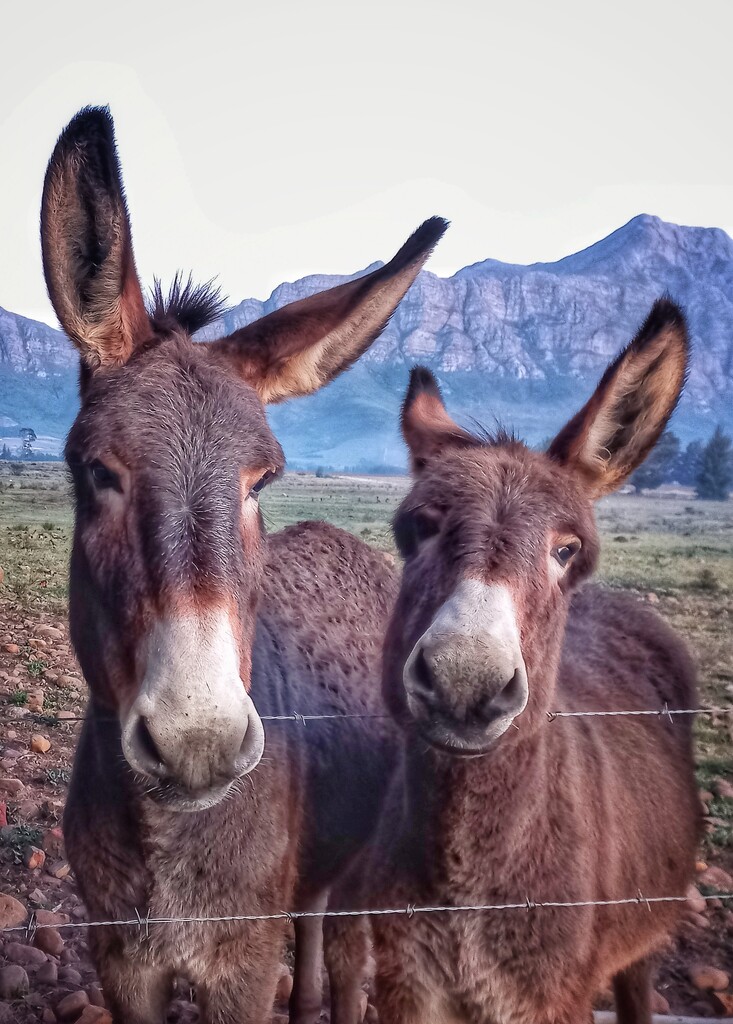 Donkeys  by salza