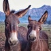 Donkeys  by salza
