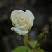 May 21 Rose unfurling