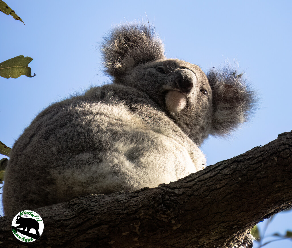 a clear shot by koalagardens