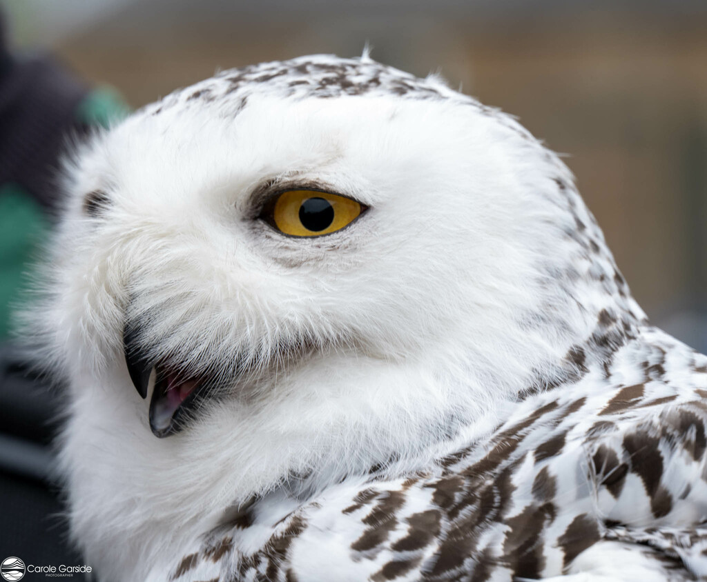 Snowy Owl by yorkshirekiwi