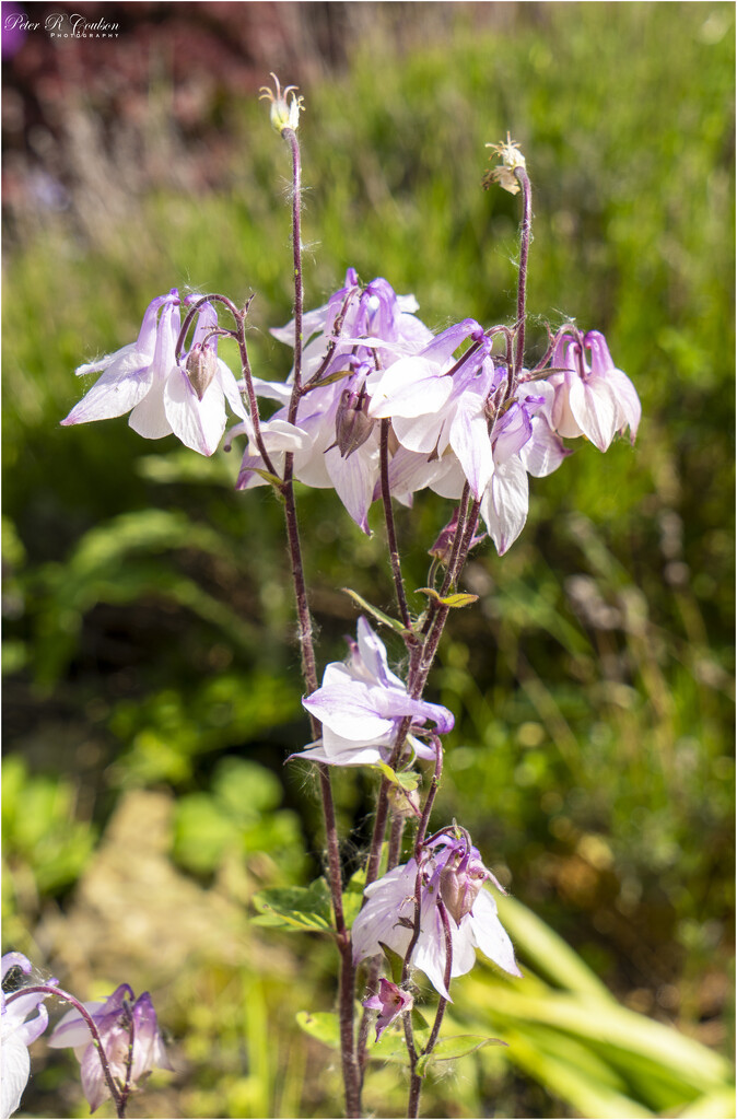 Granny's Bonnets by pcoulson