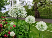22nd May 2023 - White alliums