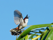 12th May 2023 - Red Whiskered Bulbul