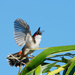 Red Whiskered Bulbul by marshwader
