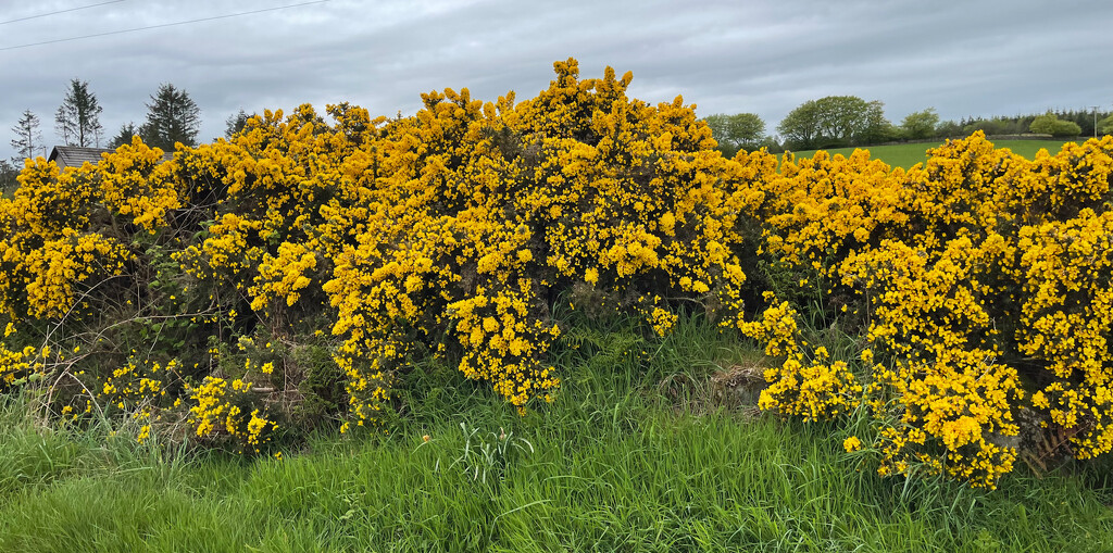 More Gorse by lifeat60degrees