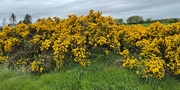 22nd May 2023 - More Gorse