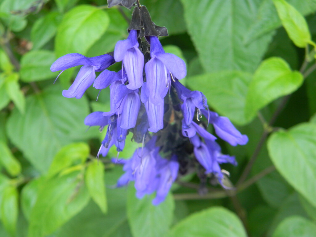 Blue Sage Flowers in Neighbor's Yard  by sfeldphotos