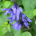 Blue Sage Flowers in Neighbor's Yard  by sfeldphotos