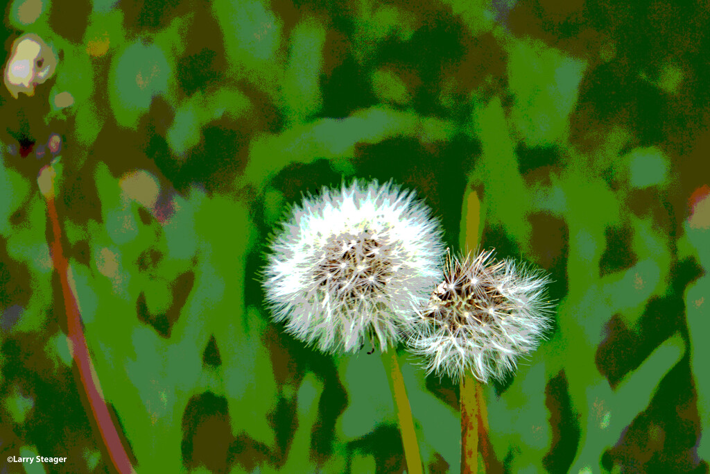 Dandelion abstract by larrysphotos