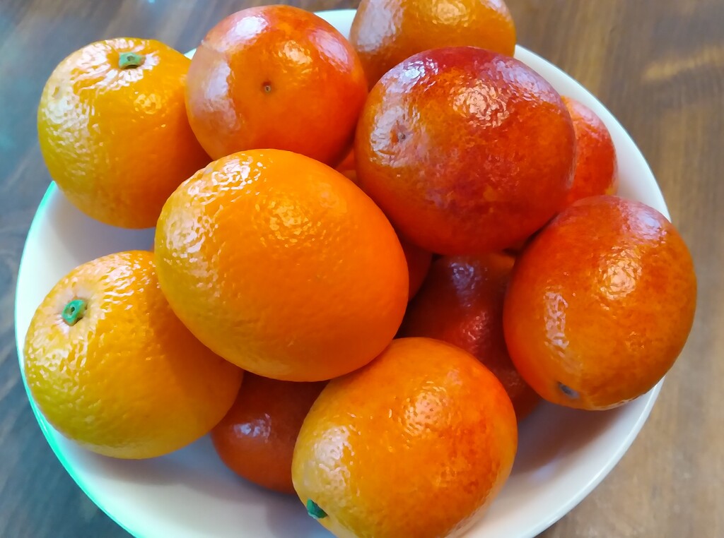 Bowl of Oranges by julie